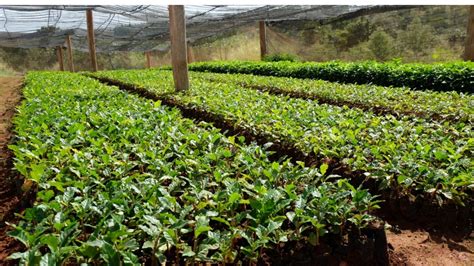 Cultivating Coffee: A Journey Through Indonesian Bean Fields