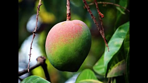  Understanding Vietnam: Unlocking Business Secrets Through “Under The Mango Tree”